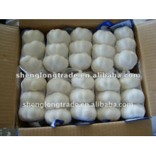 we are china garlic supplier in china